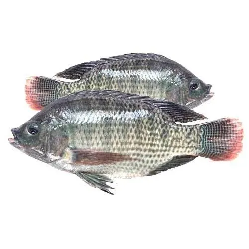 তাজা তেলাপিয়া মাছ ১ কেজি