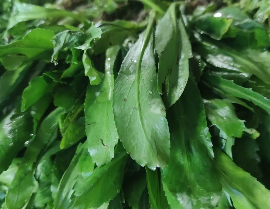 প্রতি দিনের তাজা বিলাতি ধোনে পাতা ১০০গ্রাম