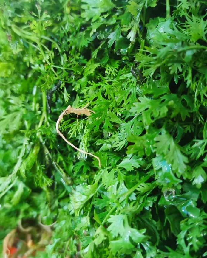 প্রতি দিনের তাজা ধনিয়া পাতা ১০০ গ্রাম