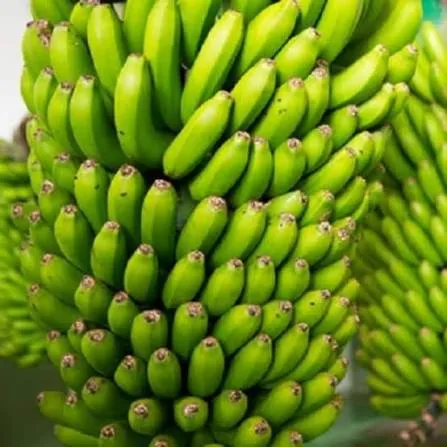 প্রতি দিনের তাজা কাচা কলা ৪ টাকা