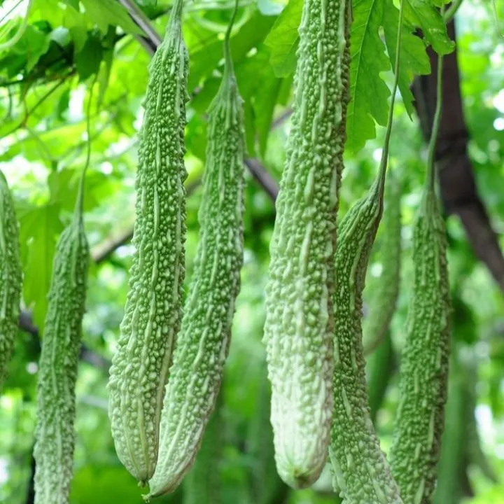 প্রতি দিনের তাজা করলা লম্বা ১ কেজি